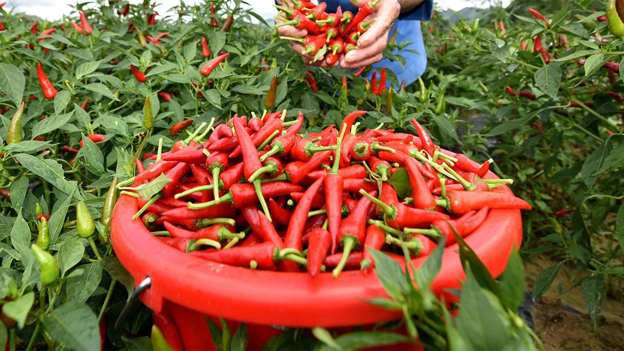Acı biber ömrü uzatıyor mu? İşte faydaları ve zararları