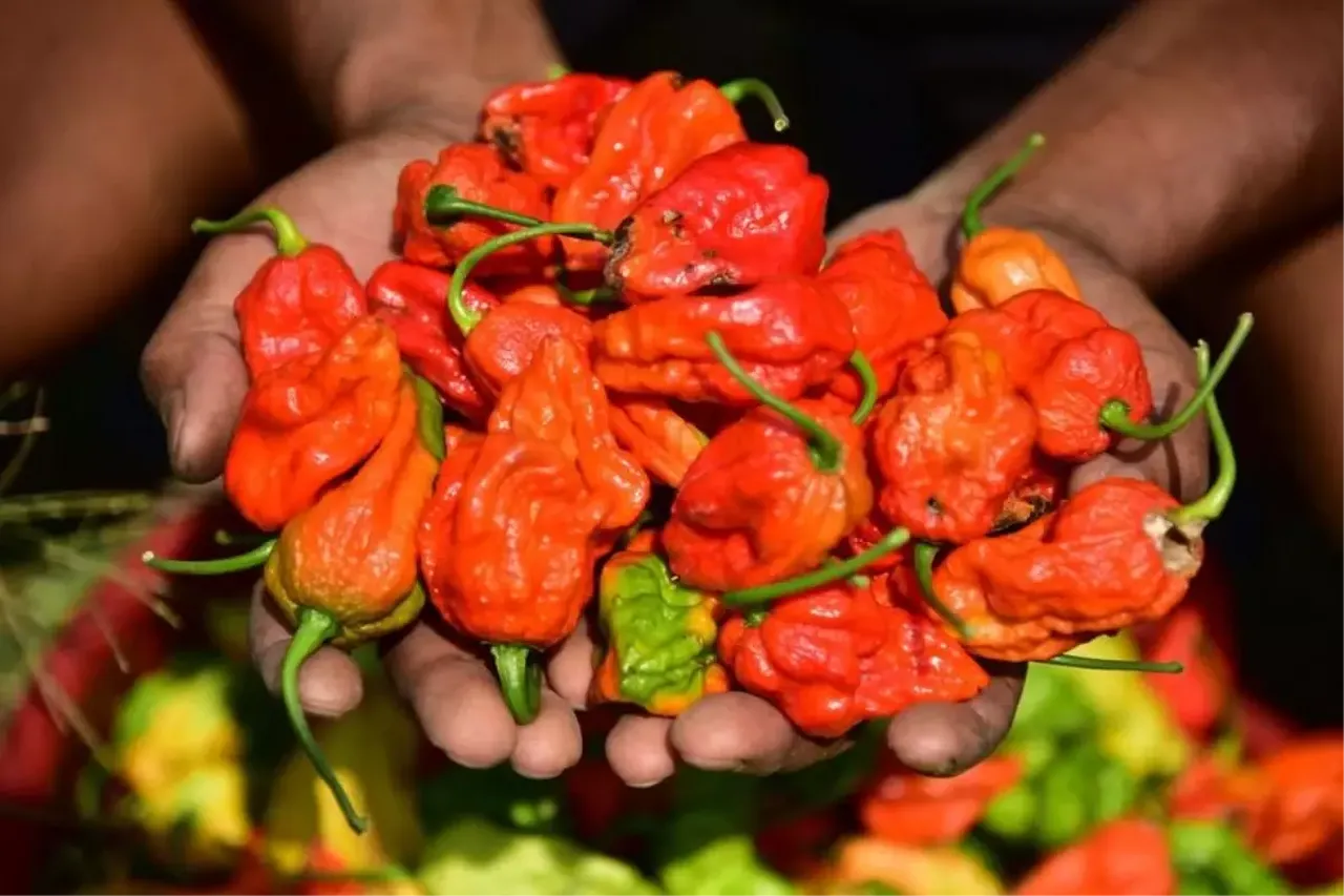 Acı biber ömrü uzatıyor mu? İşte faydaları ve zararları
