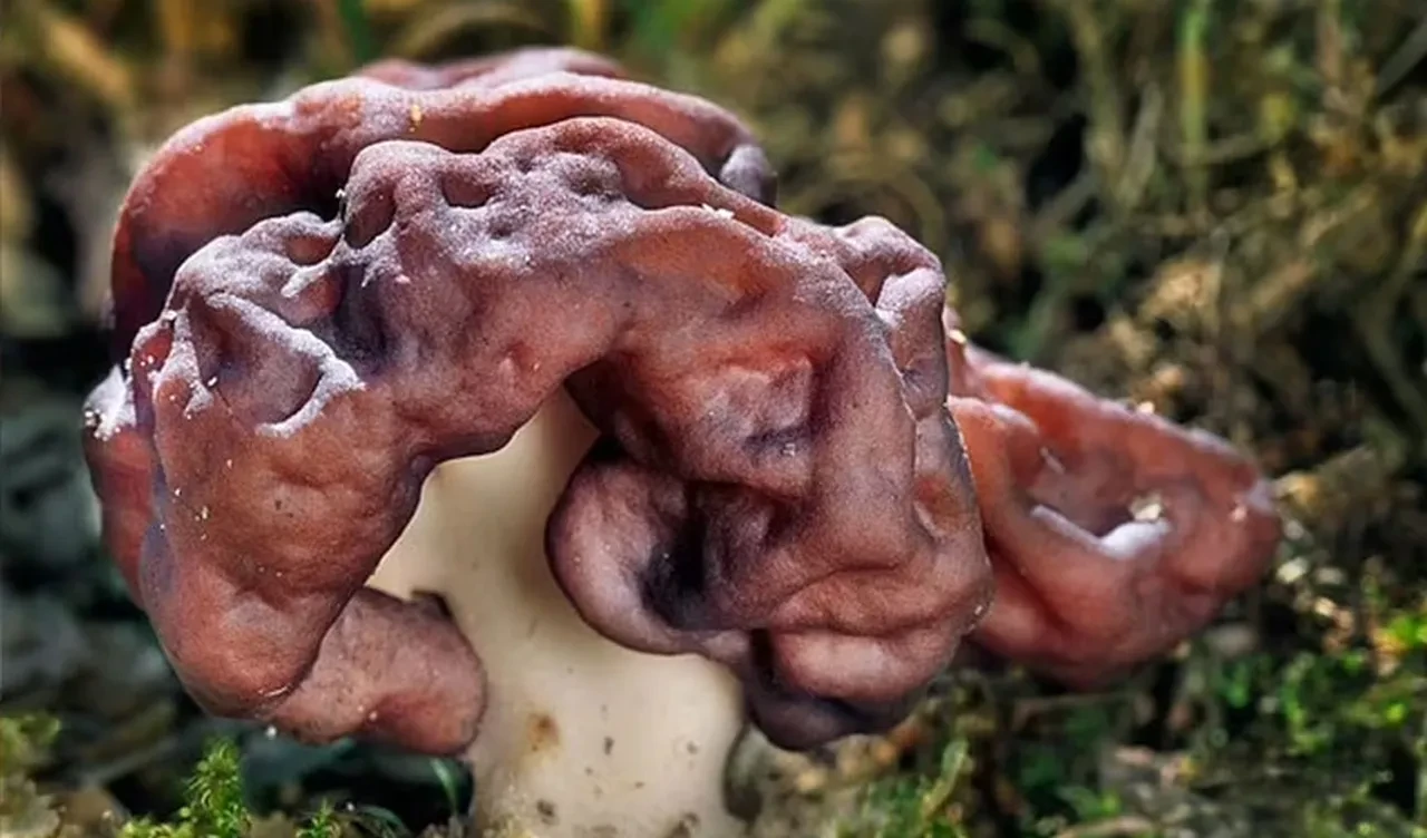 Bu mantarı yiyen ölümcül hastalığa yakalanmaya başladı! Bilim insanları adeta seferber oldu