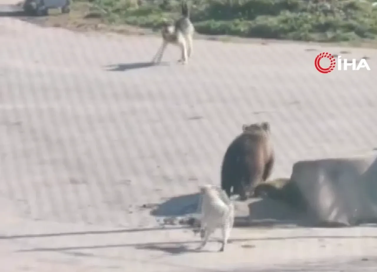 Çankırı'da ayı ve köpeklerin kovalamacası kamerada!