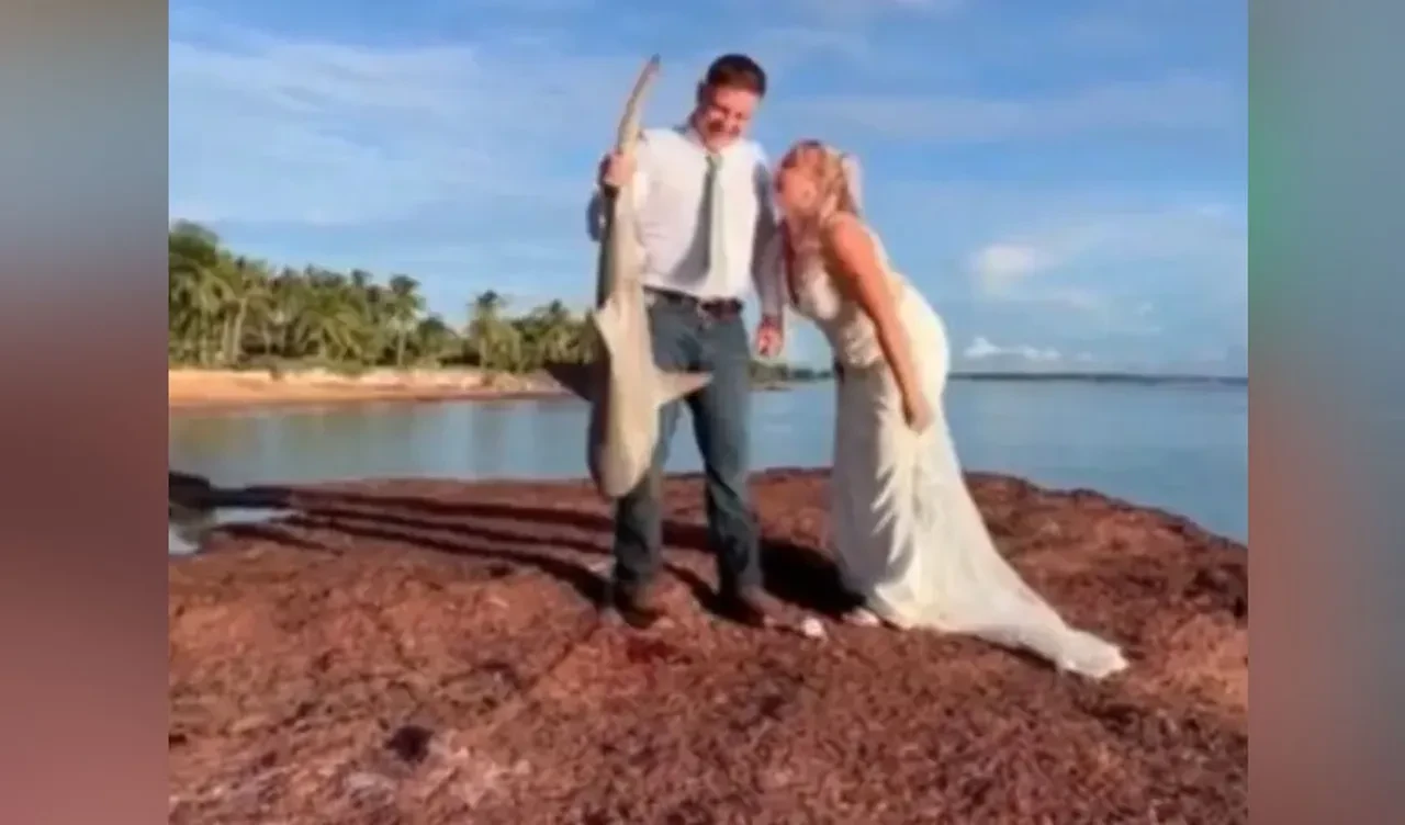Düğünün davetsiz misafiri bir köpek balığı oldu! Gelin unutulmaz bir an yaşadı