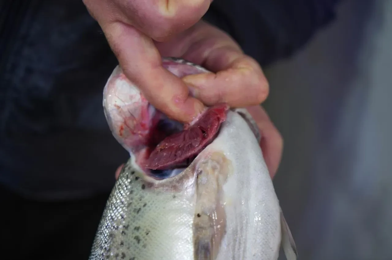 Balıkçı esnafı mutlu! Soğuk havalar yaradı