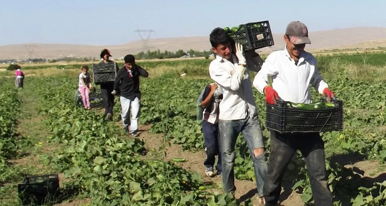 Çiftçiye destek ödemesi müjdesi! Bakan Yumaklı "Hemen" diyerek duyurdu