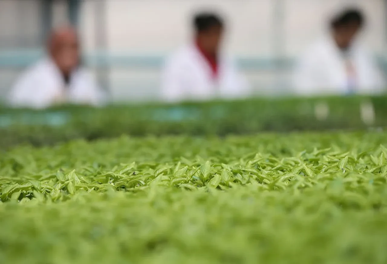 Günde 1 fincan içmek yeterli! Ne şeker ne kolesterol karşısında duramıyor