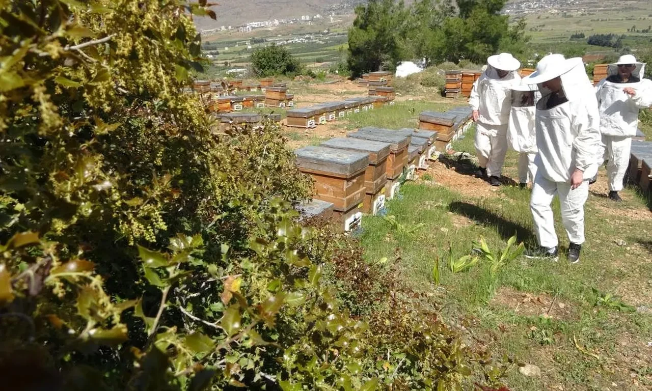 Hasadı başladı! Kilosu Bin 300 TL'den satılıyor, her gün 1 kaşık tüketilmeli