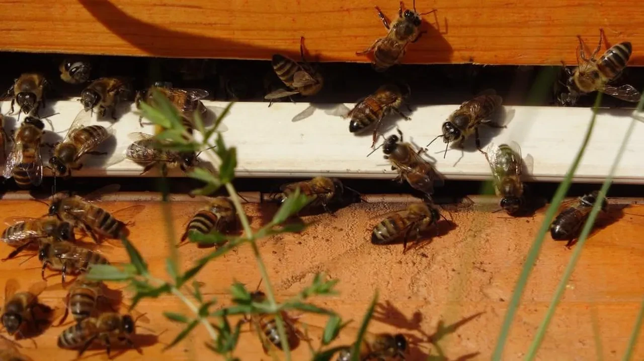 Hasadı başladı! Kilosu Bin 300 TL'den satılıyor, her gün 1 kaşık tüketilmeli