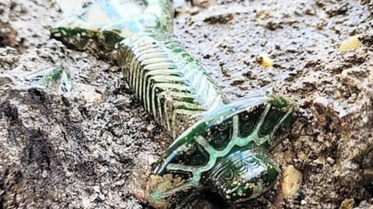 3000 yıllık kılıç ortaya çıktı! İlk günkü gibi parlak olması dikkat çekti