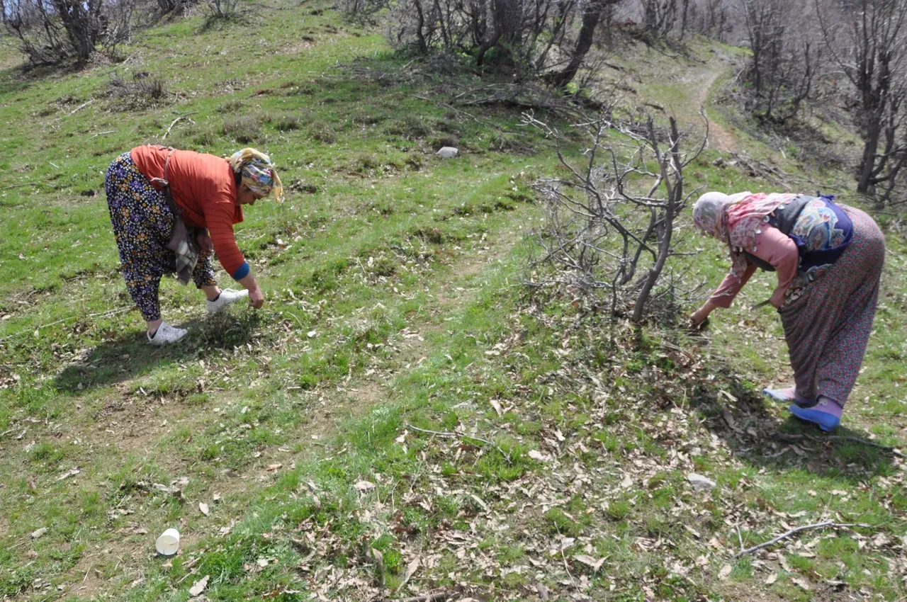 Türkiye'de en çok bu baharat üretiliyor
