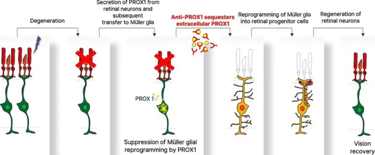 Körlük tarih oluyor! Retina hasarını yok eden tedavi geliştirildi