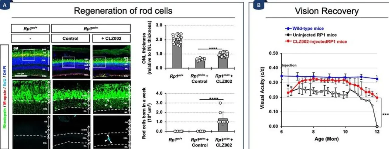 Körlük tarih oluyor! Retina hasarını yok eden tedavi geliştirildi