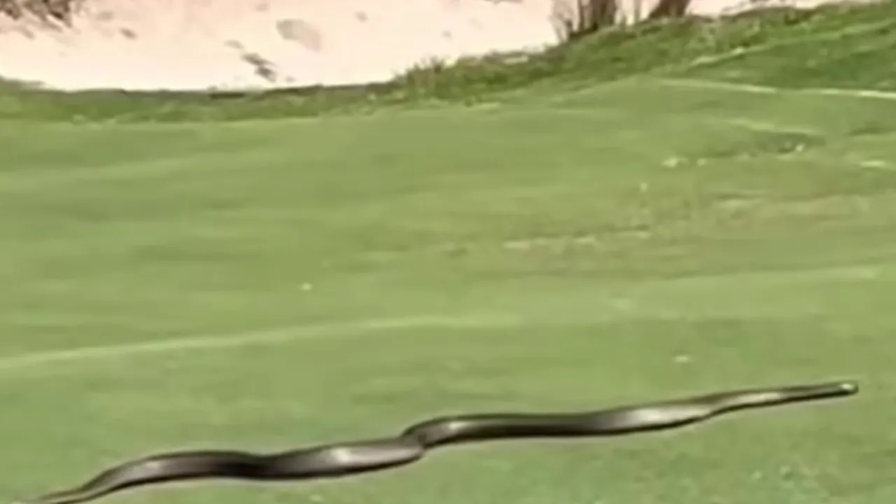 Sahada ortaya çıktı hem korkuttu hem de şaşırttı! Dünyanın en zehirli ikinci yılanı