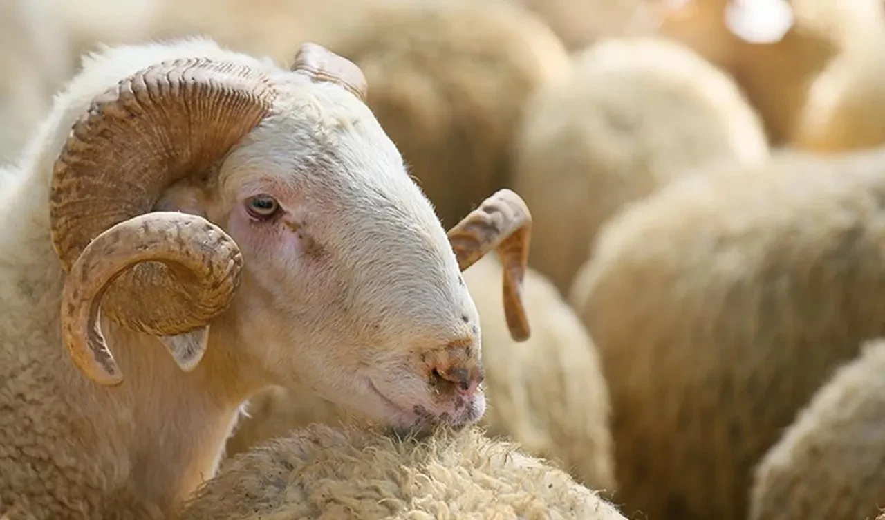 Son dakika: 2025 yılı Kurban kesim bedelleri belli oldu!