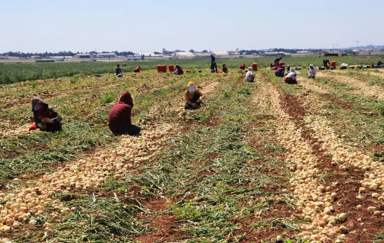 Tarlada soğan fiyatı 7-8 liraya kadar düştü