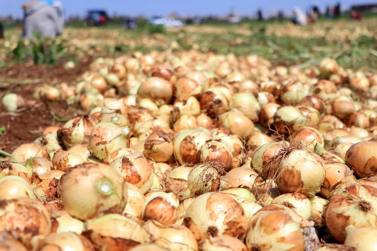 Tarlada soğan fiyatı 7-8 liraya kadar düştü