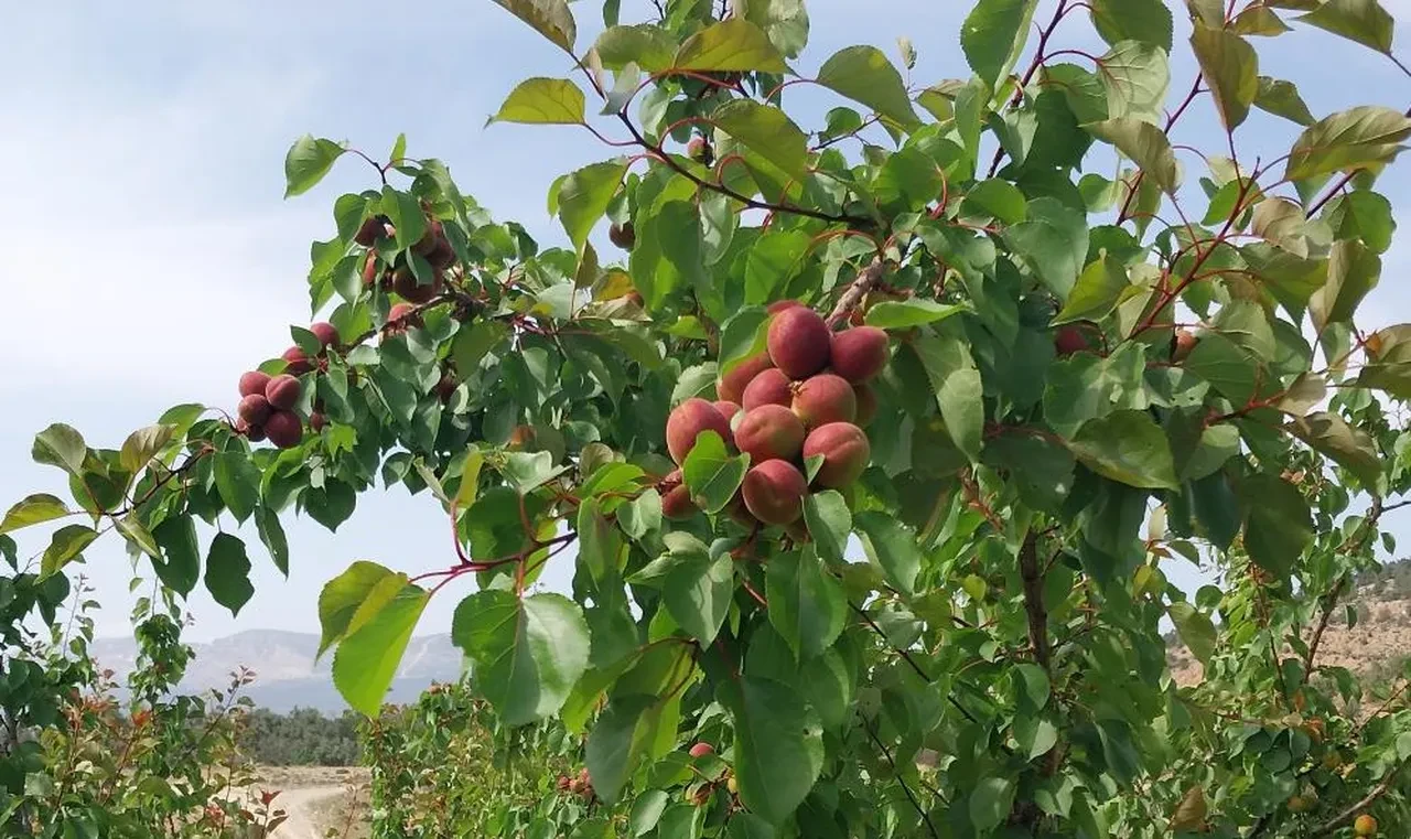 Kayısıda Malatya’nın en büyük rakibi hasada başladı: Kilogram fiyatı dudak uçuklattı!
