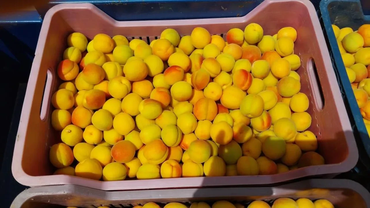 Kayısıda Malatya’nın en büyük rakibi hasada başladı: Kilogram fiyatı dudak uçuklattı!