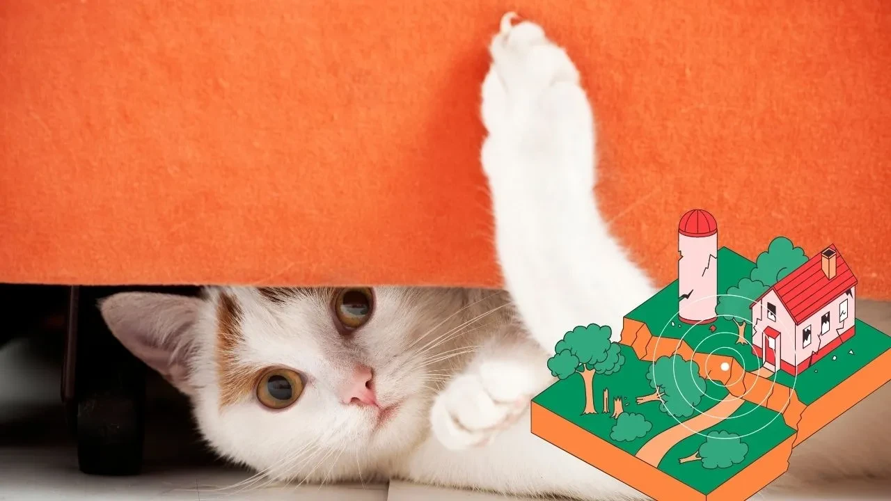 Kediniz bu hareketleri yapıyorsa dikkat! Depremi hissediyor olabilir