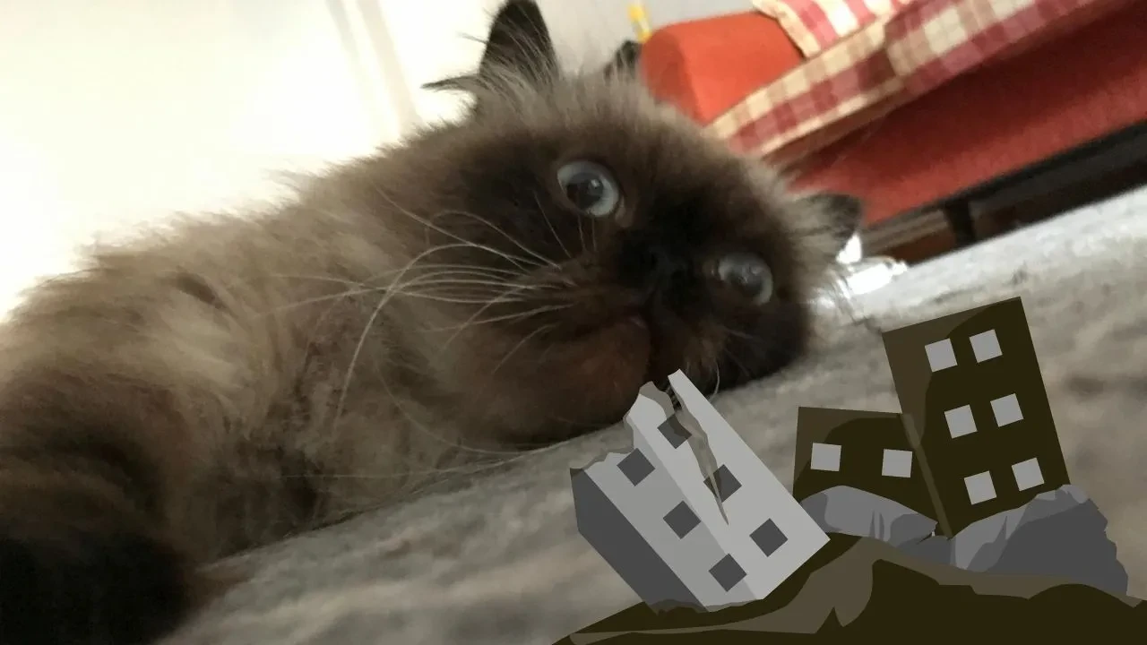 Kediniz bu hareketleri yapıyorsa dikkat! Depremi hissediyor olabilir