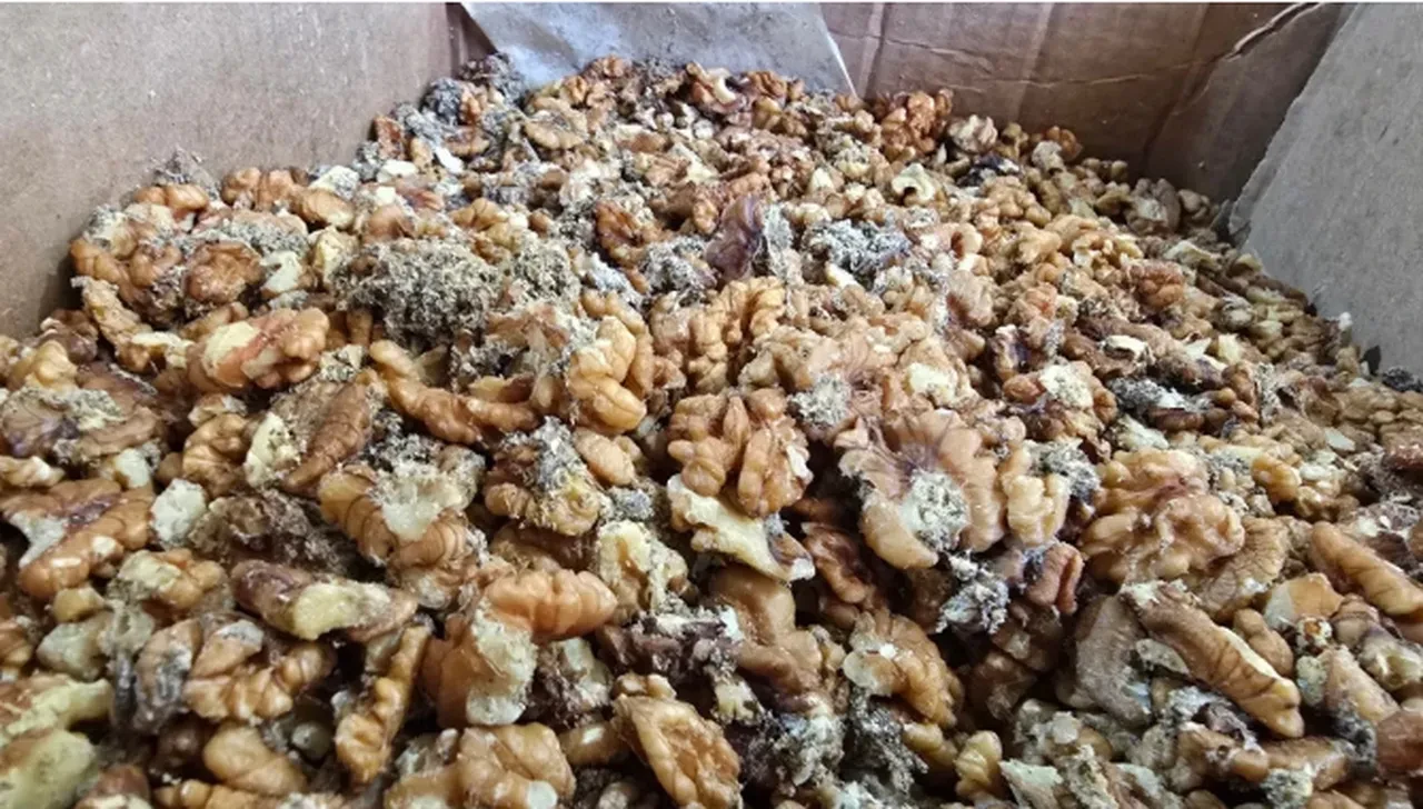 Şanlıurfa'da kurtlu cevizden sonra bir gıda skandalı daha! Tam 2 ton