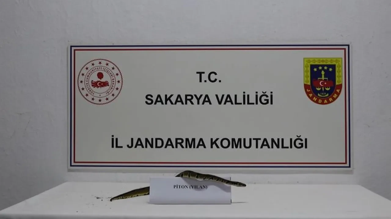 Sakarya’da kraliyet pitonu operasyonu: Görenleri hayrete düşürdü, ülkede tamamen yasak