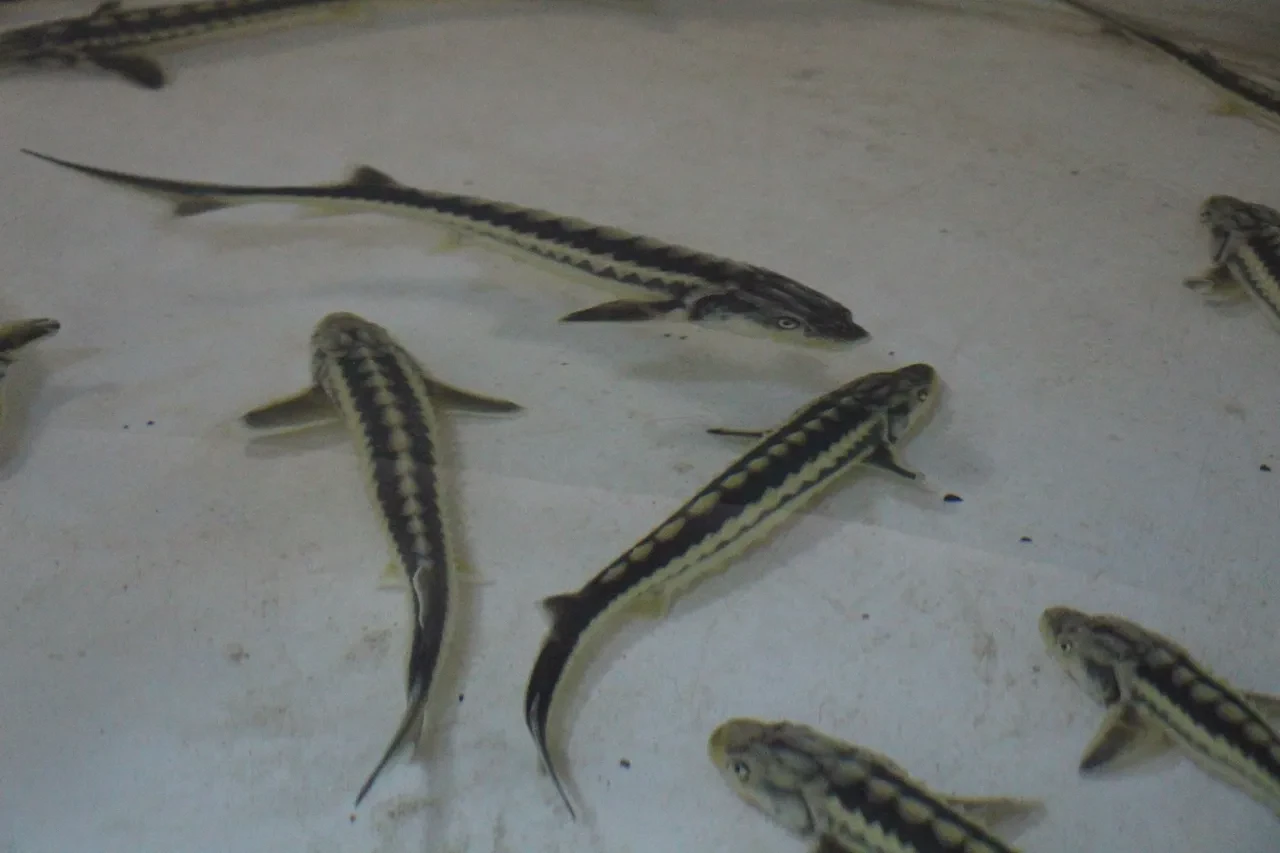 Kilosu 2 bin 500 dolardan satılıyor! Nesli tehlike altında! Siyah İnci'nin yolculuğu başladı!