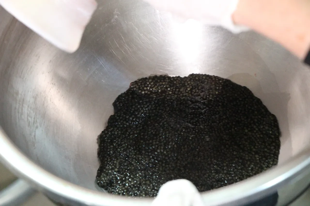 Kilosu 2 bin 500 dolardan satılıyor! Nesli tehlike altında! Siyah İnci'nin yolculuğu başladı!