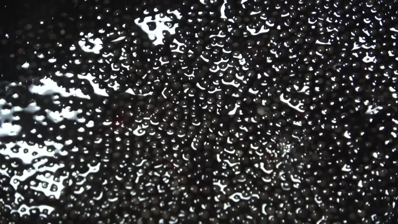 Kilosu 2 bin 500 dolardan satılıyor! Nesli tehlike altında! Siyah İnci'nin yolculuğu başladı!