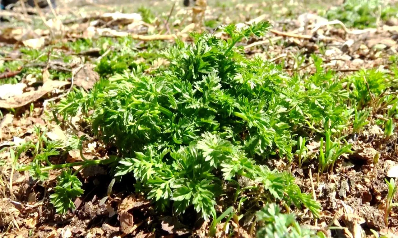 Kars’ta deli bat bat otunu yiyen çocuklar zehirlendi