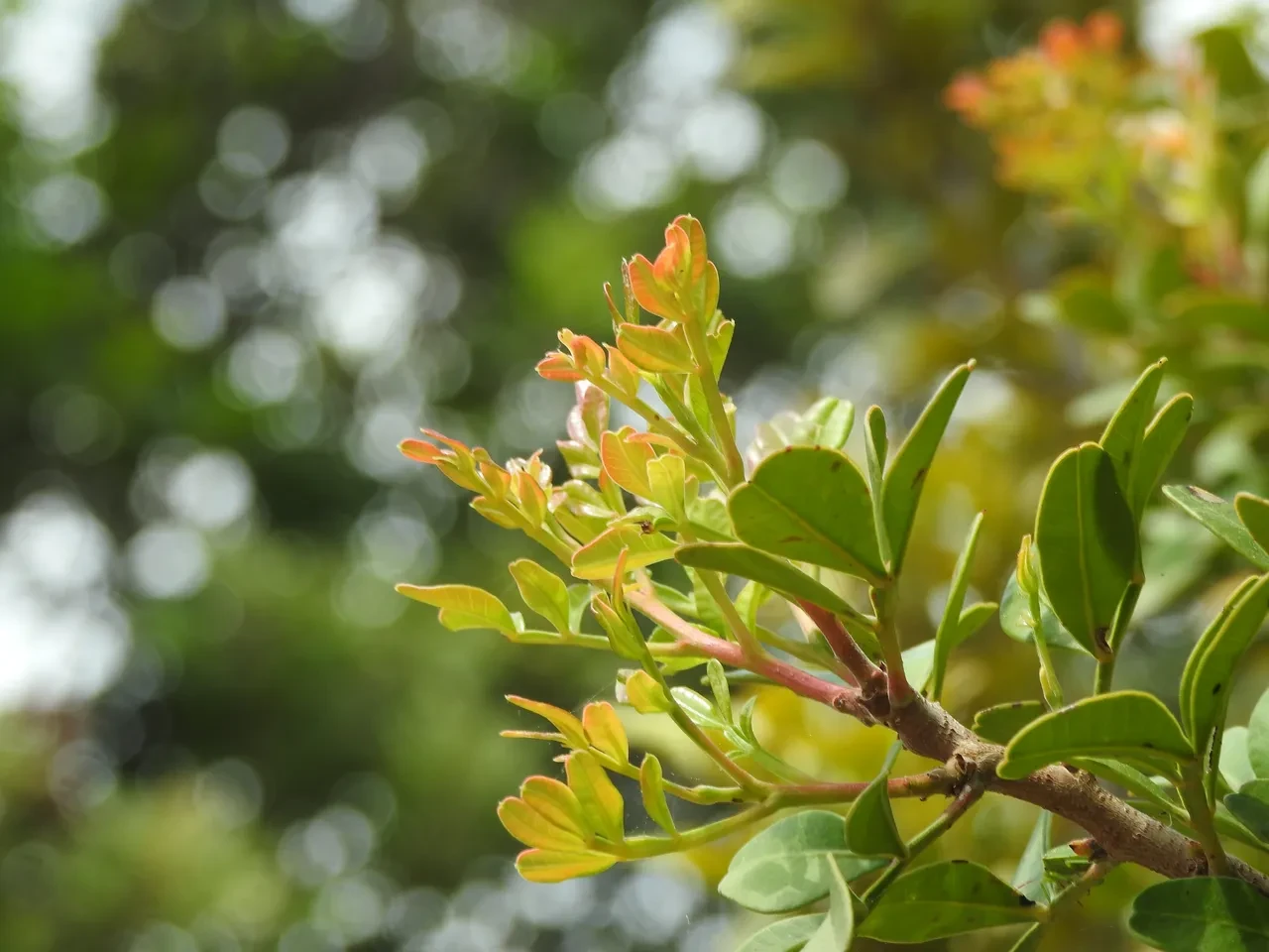 Yunanlılar 'Türkler sahtesini üretiyor' dedi, cevap gecikmedi: Anavatanı burası, kilosu 15 bin TL