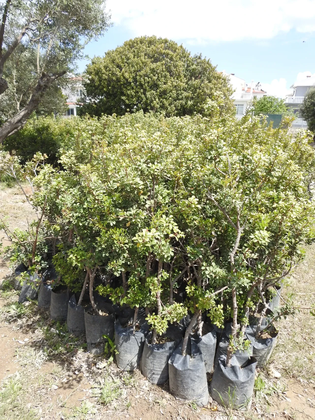 Yunanlılar 'Türkler sahtesini üretiyor' dedi, cevap gecikmedi: Anavatanı burası, kilosu 15 bin TL