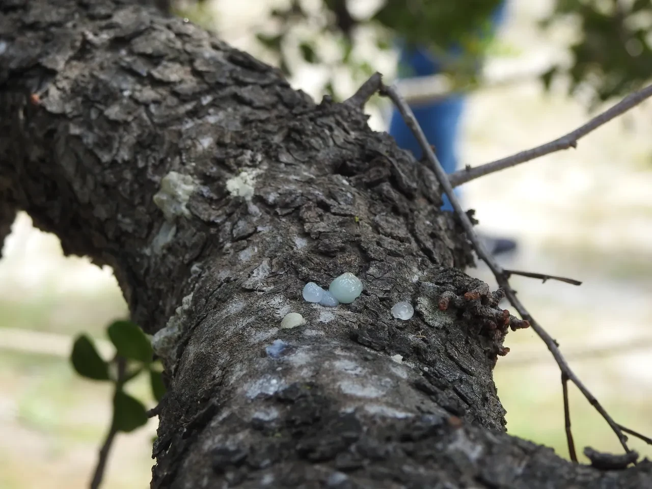 Yunanlılar 'Türkler sahtesini üretiyor' dedi, cevap gecikmedi: Anavatanı burası, kilosu 15 bin TL