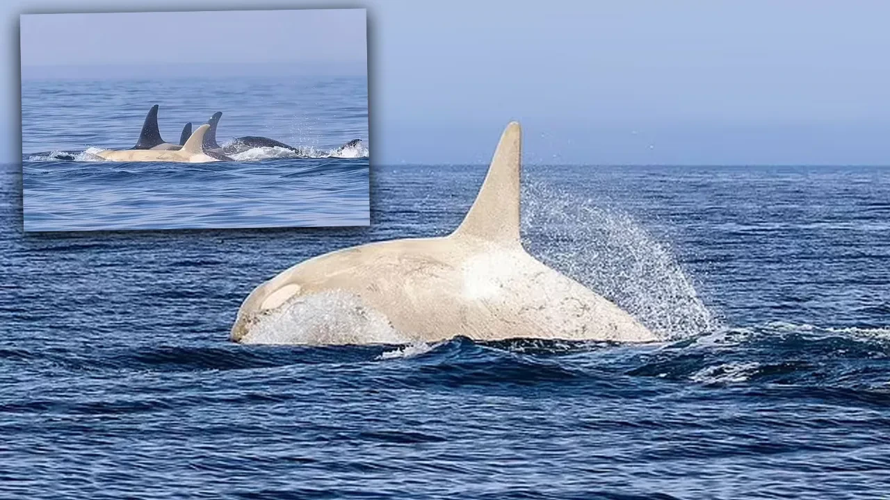 Albino katil balina böyle görüntülendi