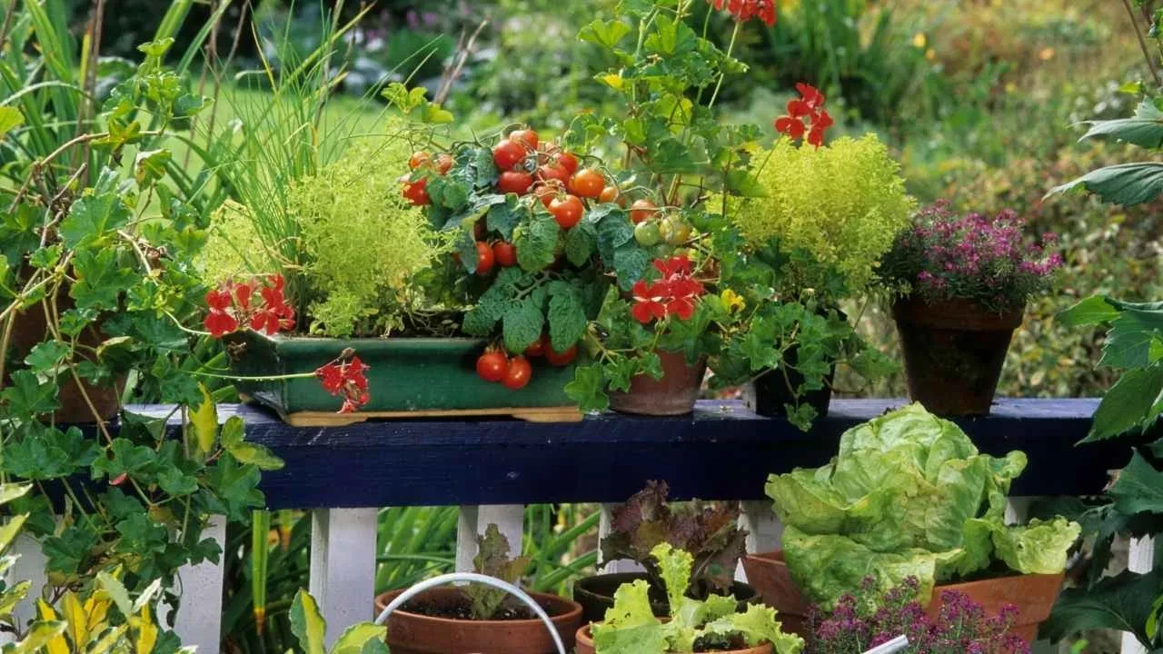 Balkonunda sebze yetiştirenler dikkat! Çöplerden yapılıyor bitkileri 2 kat daha hızlı büyütüyor