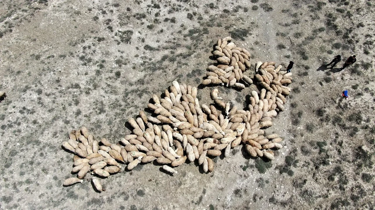 Besiciler çoban bulamıyor! 100 bin liralık maaşı kimse beğenmedi 