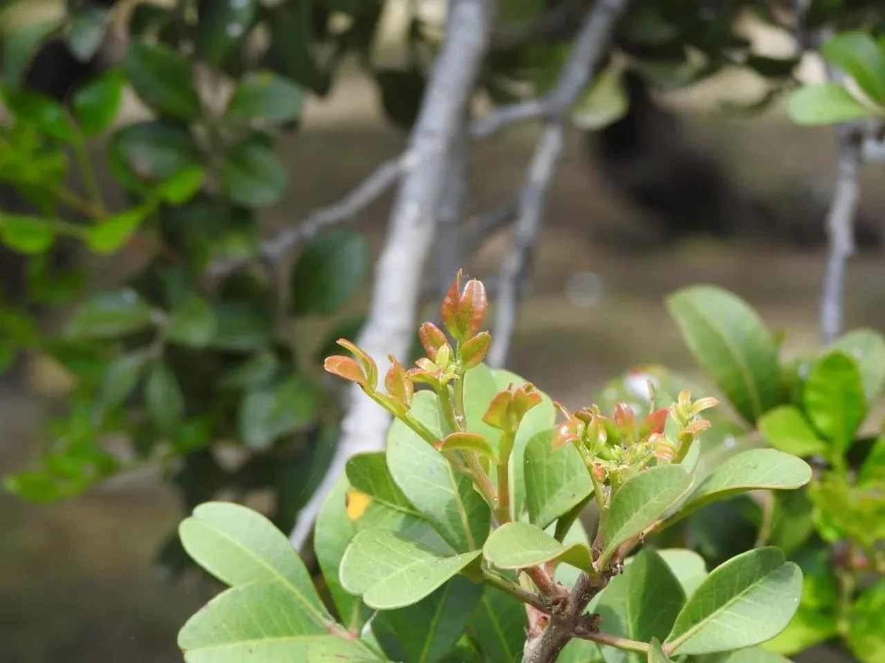 Türk üreticiler dünyaya açılıyor! Yunanları korkutan gelişme: Kilosu tam 15 bin lira