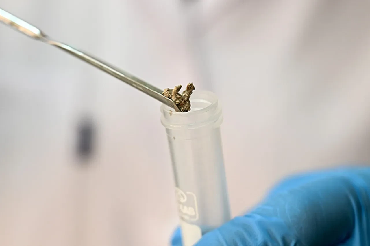 Türkiye'de 1100 yıllık amfora keşfi! Tarihin sırları ortaya çıkıyor