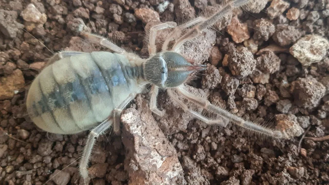 Geceleri seviyor, çok hızlı hareket ediyor! Türkiye'de yeni "böğ" türü keşfedildi