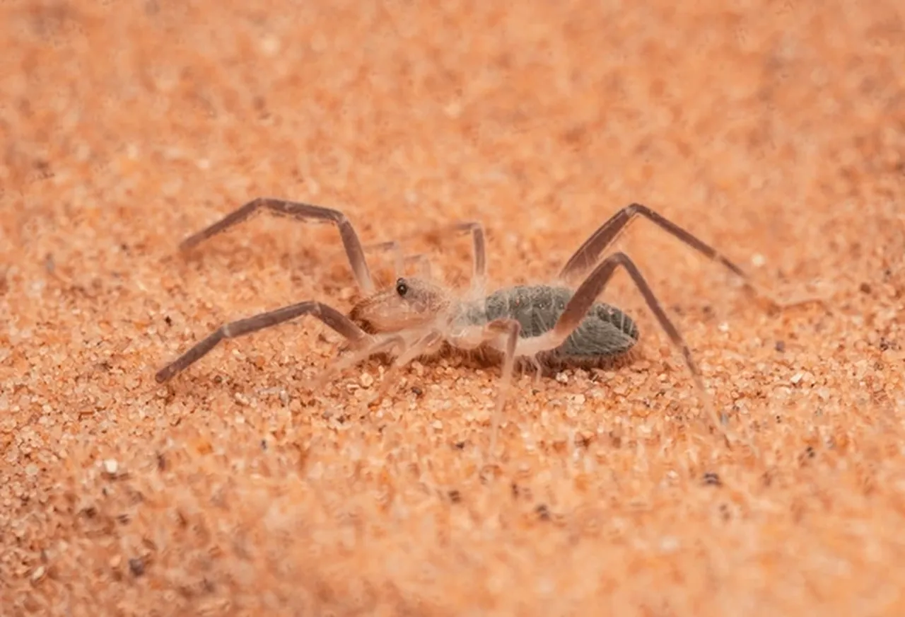 Geceleri seviyor, çok hızlı hareket ediyor! Türkiye'de yeni "böğ" türü keşfedildi