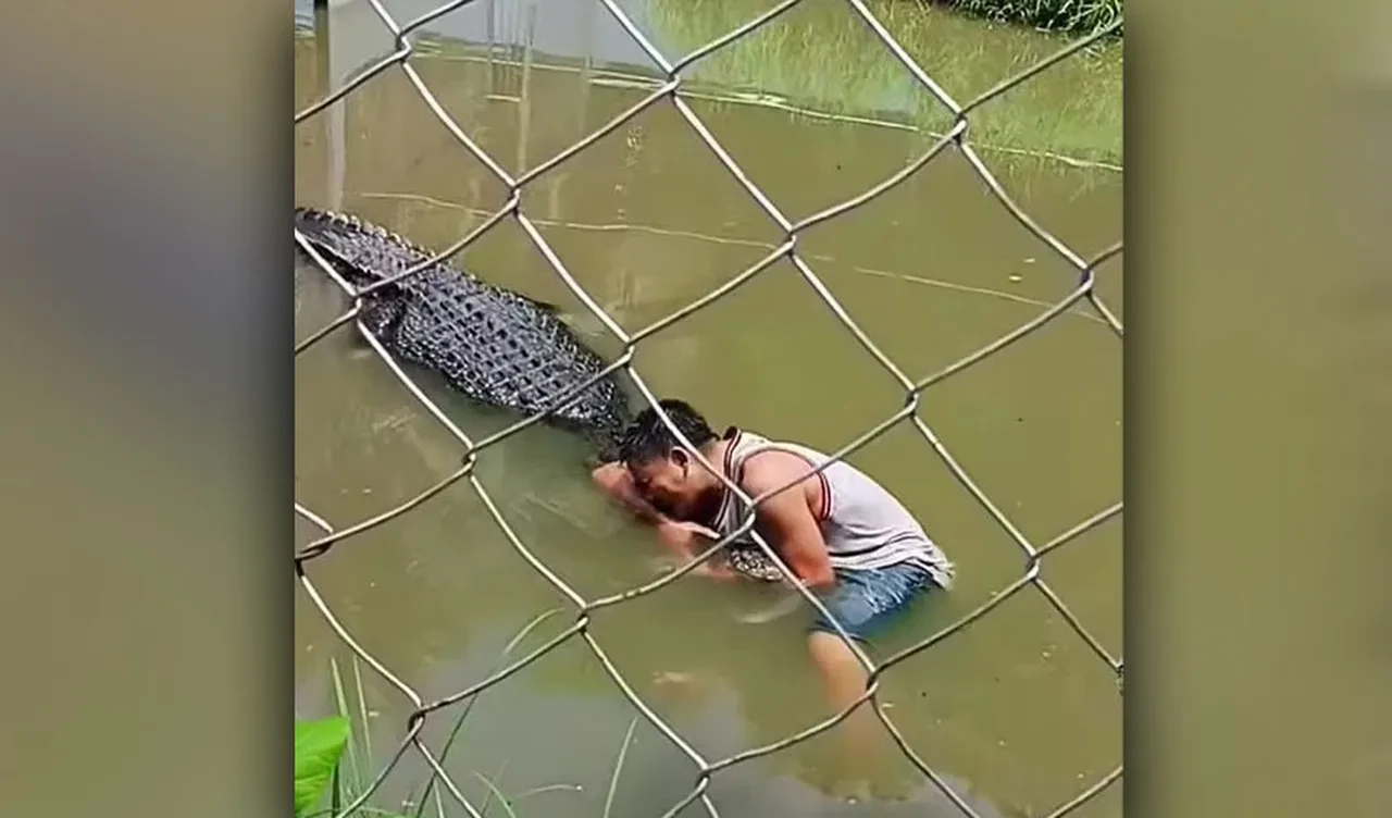 Heykel zannettiği timsahın saldırısına uğradı! Korkunç anlar kameraya böyle yansıdı