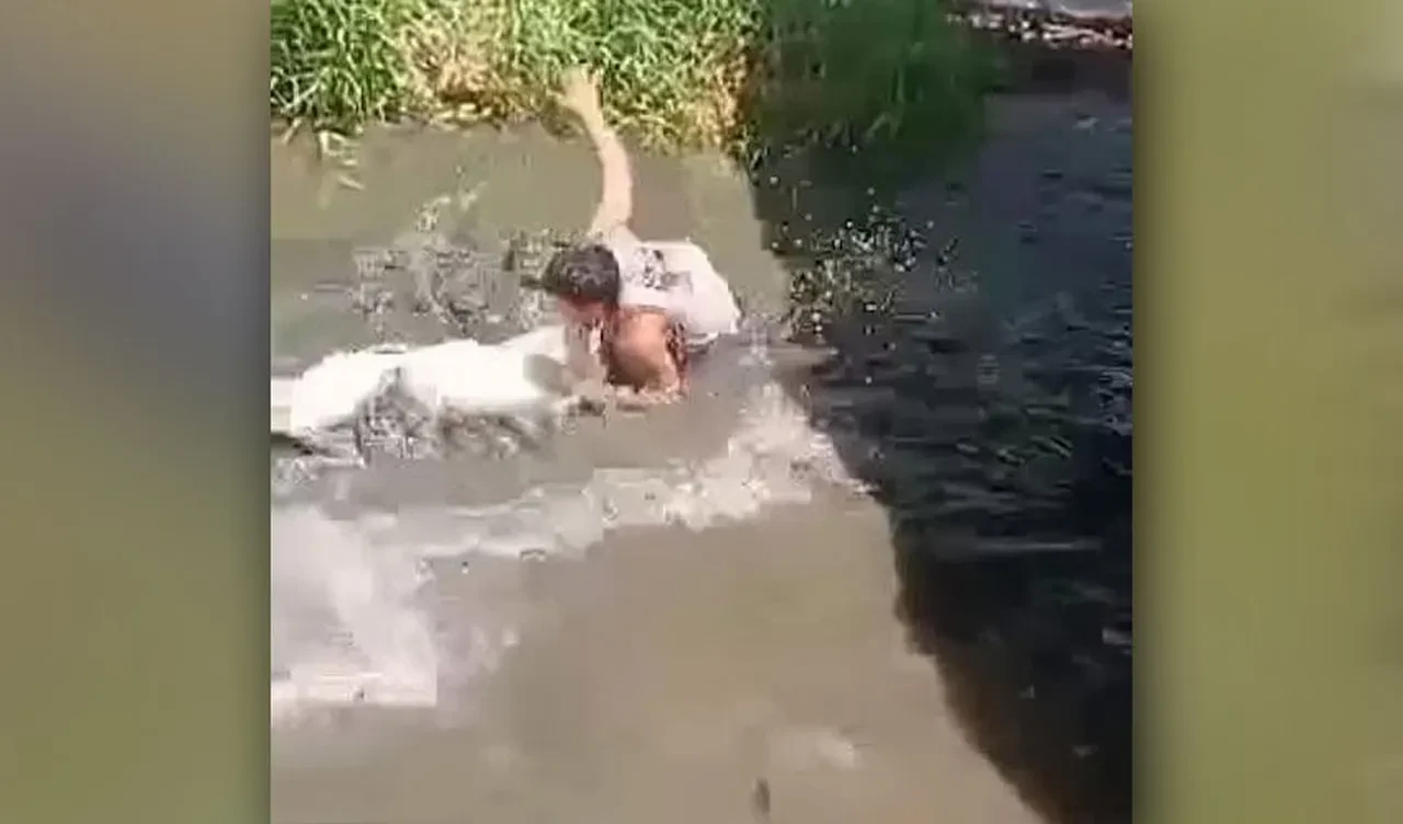 Heykel zannettiği timsahın saldırısına uğradı! Korkunç anlar kameraya böyle yansıdı