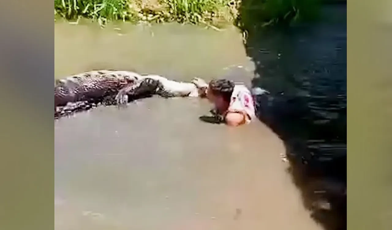 Heykel zannettiği timsahın saldırısına uğradı! Korkunç anlar kameraya böyle yansıdı