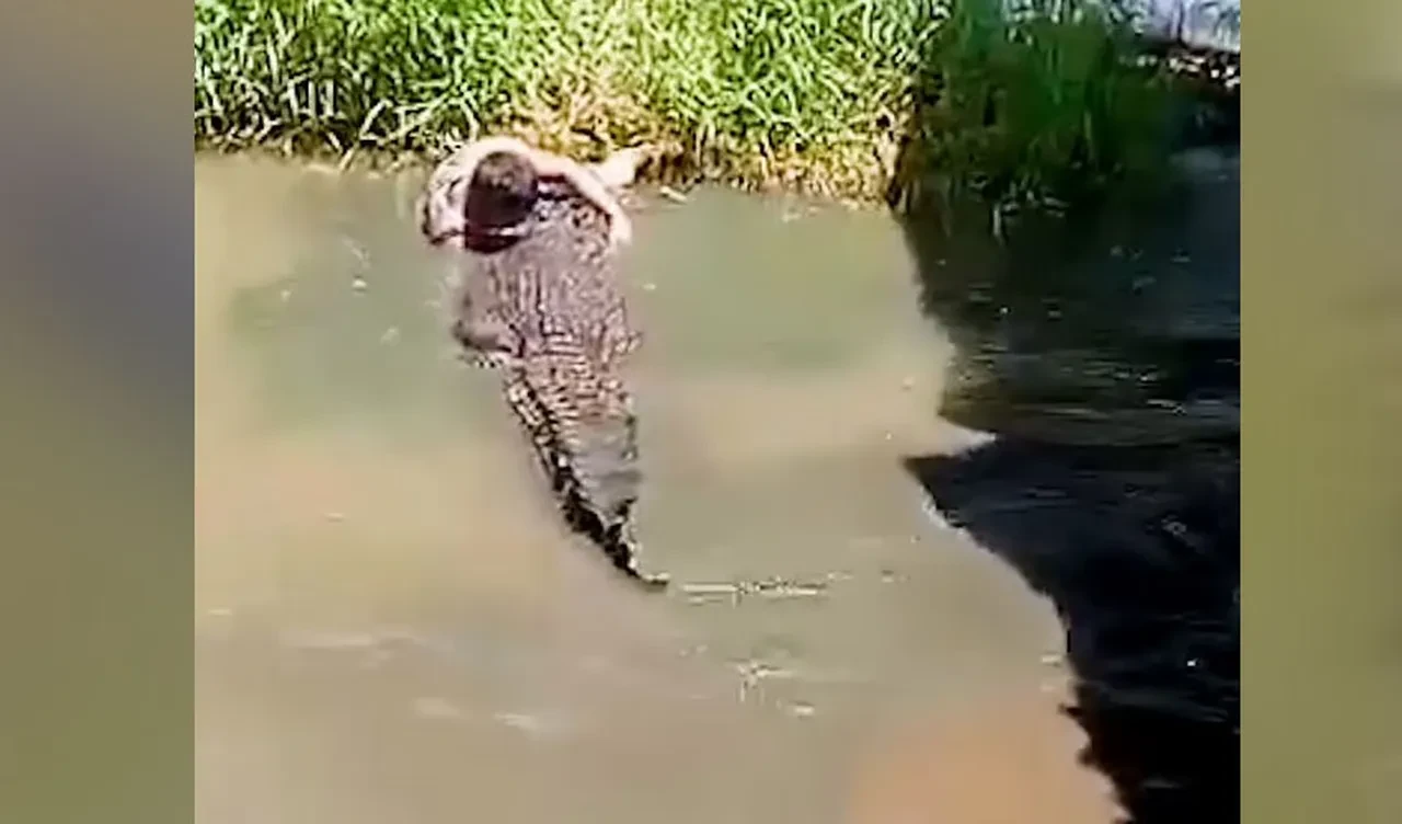 Heykel zannettiği timsahın saldırısına uğradı! Korkunç anlar kameraya böyle yansıdı
