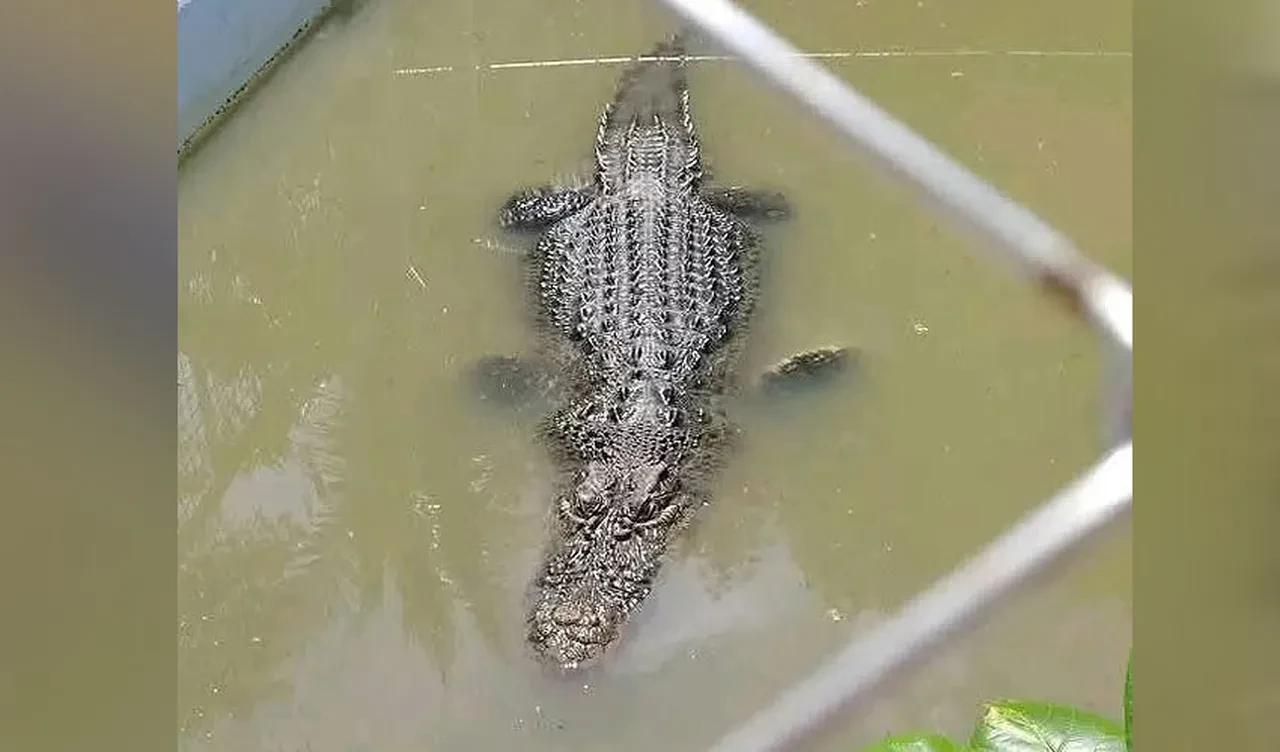 Heykel zannettiği timsahın saldırısına uğradı! Korkunç anlar kameraya böyle yansıdı