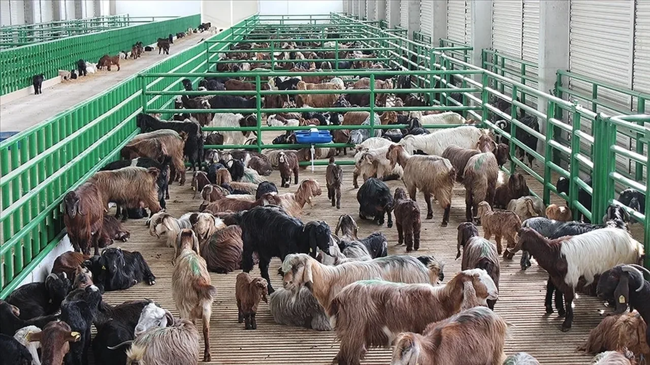 Küçükbaş canlı hayvan kilo fiyatı! 2025'te koyun, keçi, oğlak fiyatları arttı