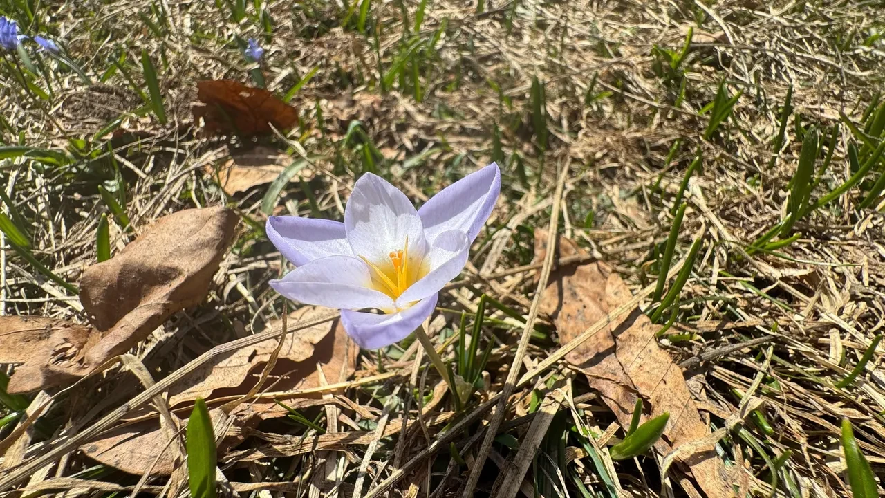 Sadece Kocaeli’de var! Türkiye’de yok olursa dünyada tamamen yok olur: 'Sakın koparmayın ve yemeyin'