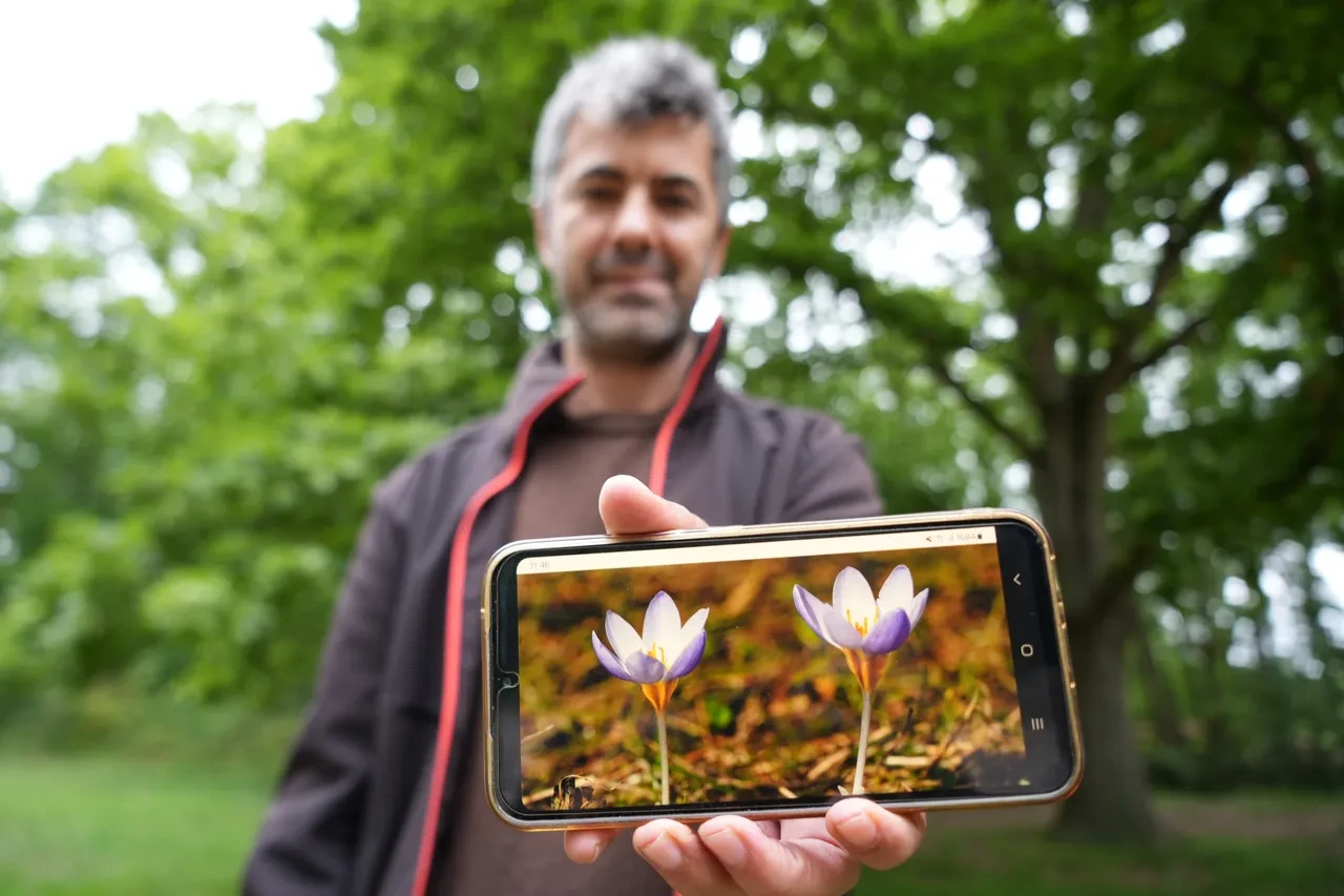 Sadece Kocaeli’de var! Türkiye’de yok olursa dünyada tamamen yok olur: 'Sakın koparmayın ve yemeyin'