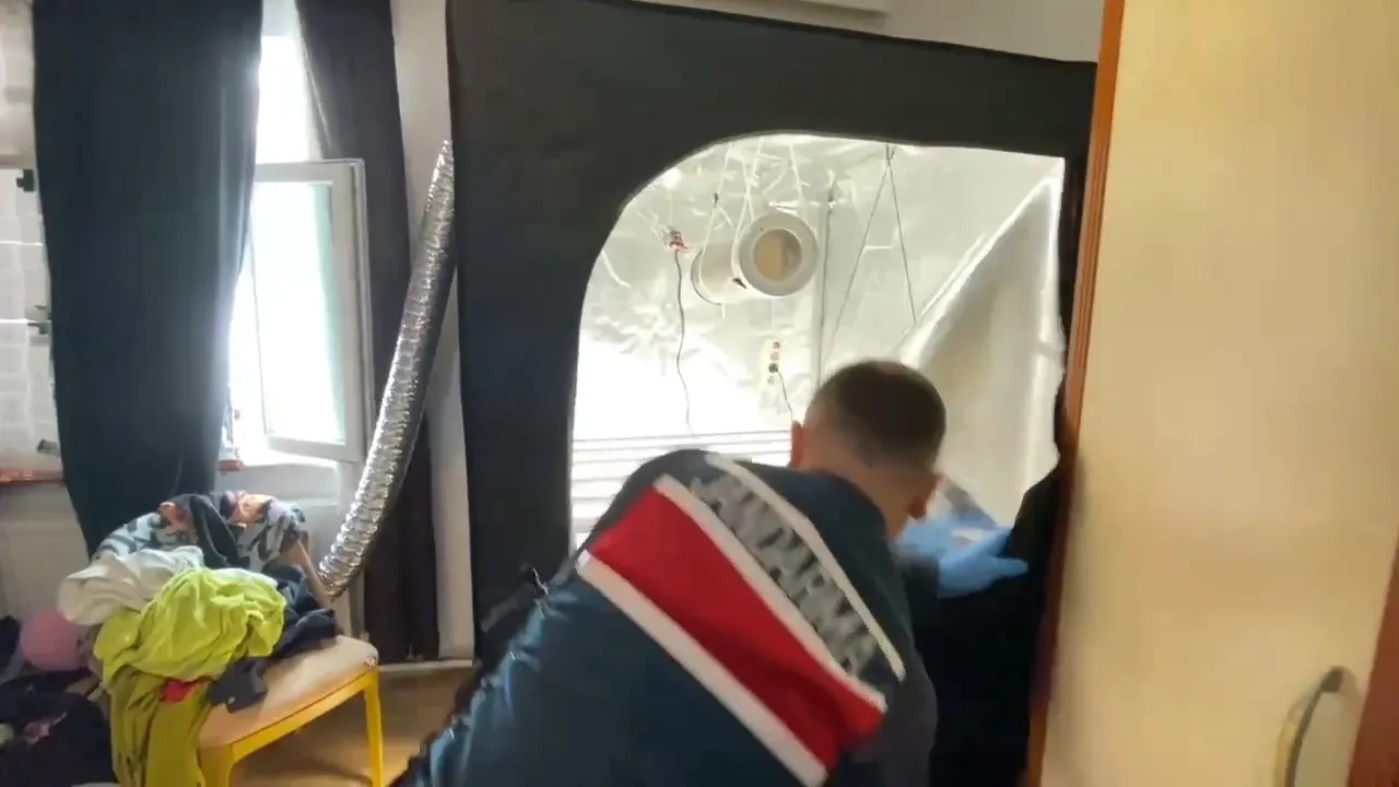 Samsun'da ilginç olay! Evine iklimlendirme sistemi kurup kenevir yetiştirdi