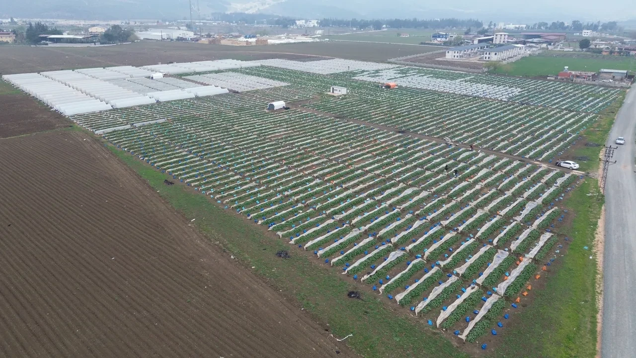 Fiyatı tarlada 60 markette 100 TL: Kuraklık vurdu, mahsul zayıf kaldı