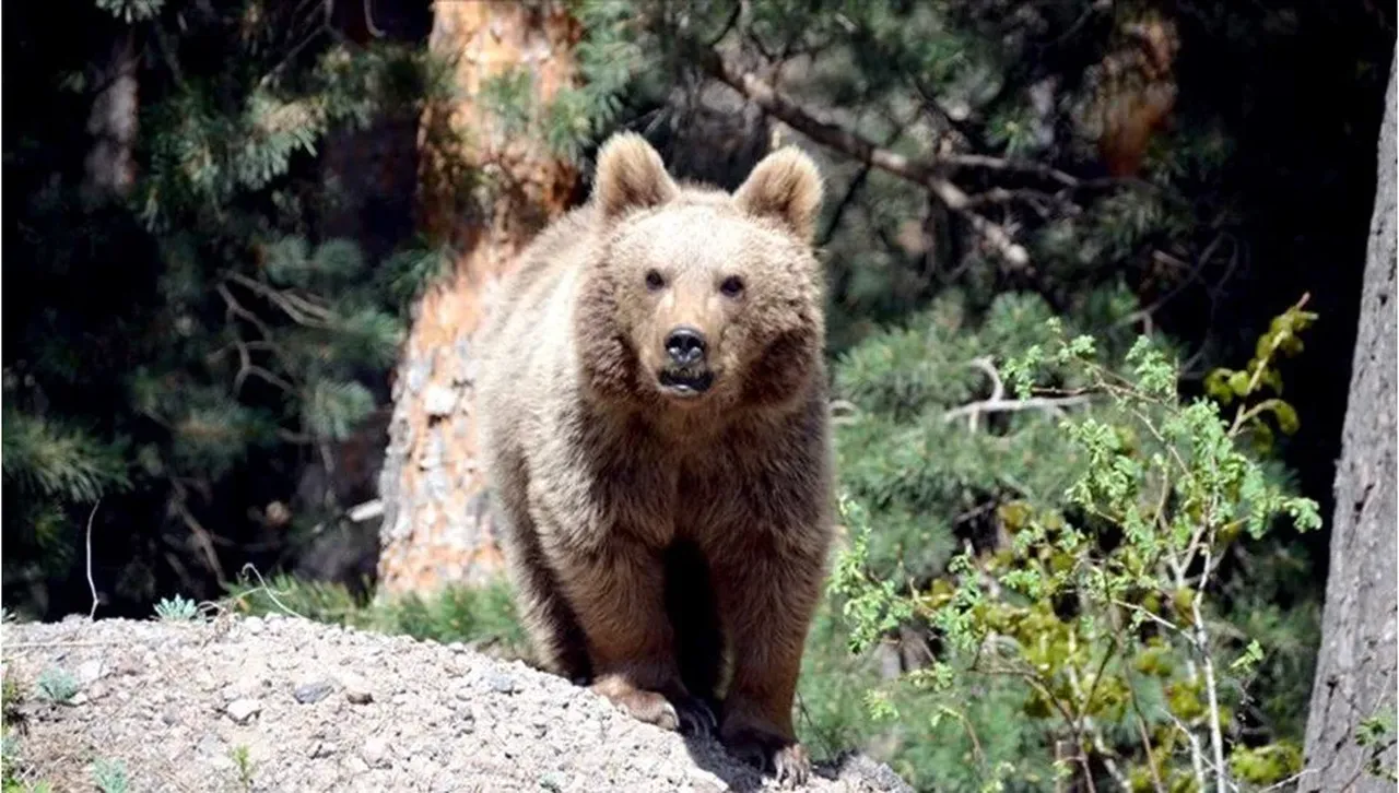 Slovakya'da 'yem olma korkusu' acil durum ilan ettirdi: 350 ayı öldürülecek!