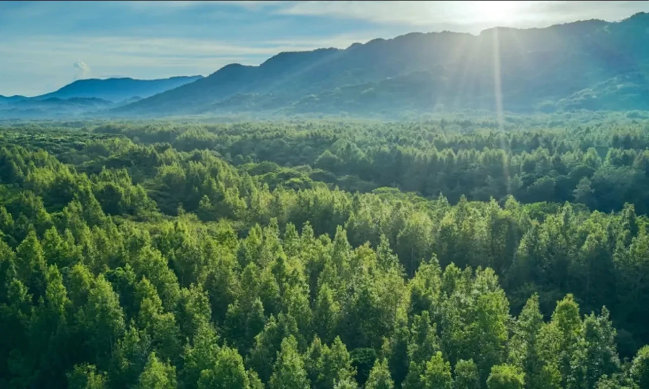 Ormanların MR'ı çekilecek! Uydu yörüngeye yerleşti: İklim bilimi için oyun değiştirici